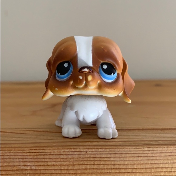 lps st bernard